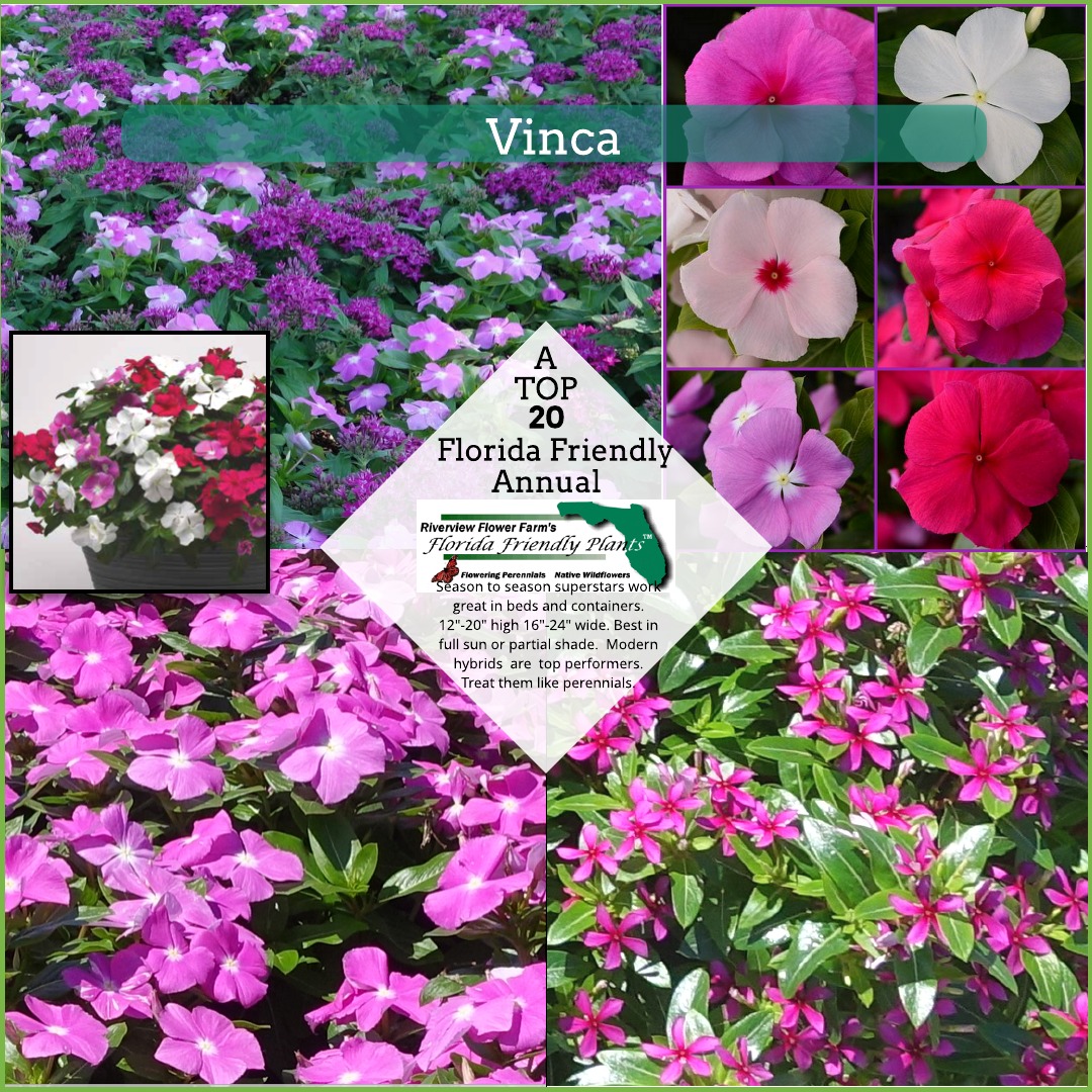 Vinca Florida Friendly Plants